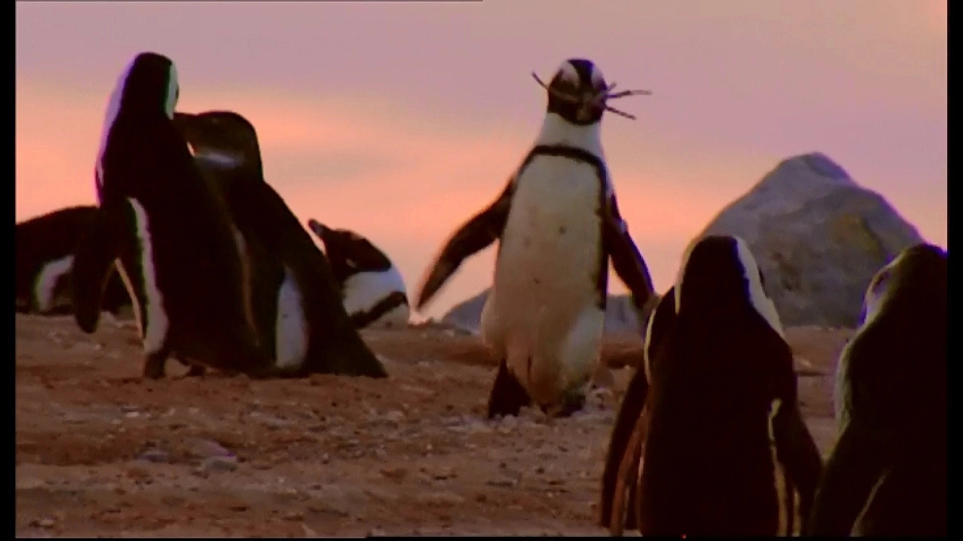 Animal Life: Young & Wild
