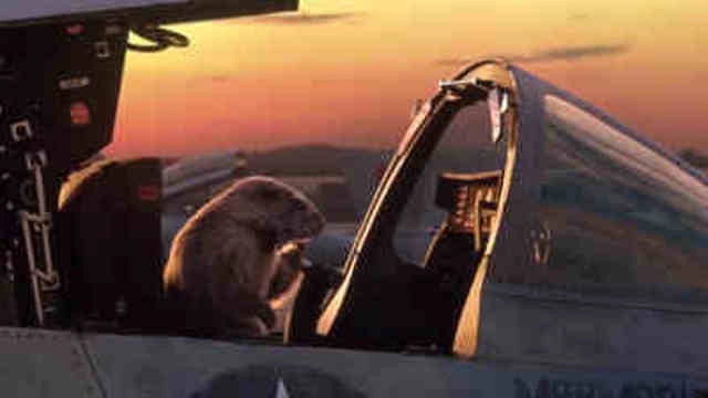 Les Marmottes