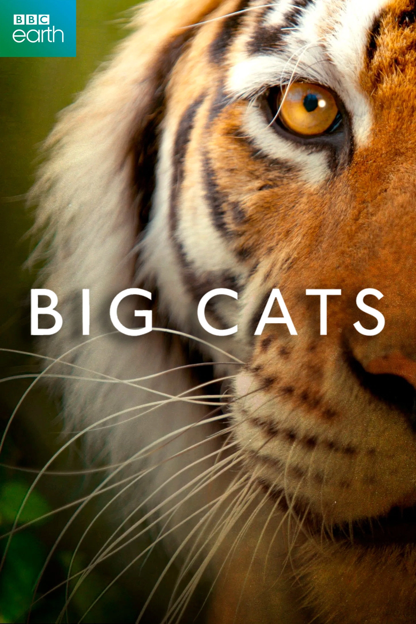 Big Cats