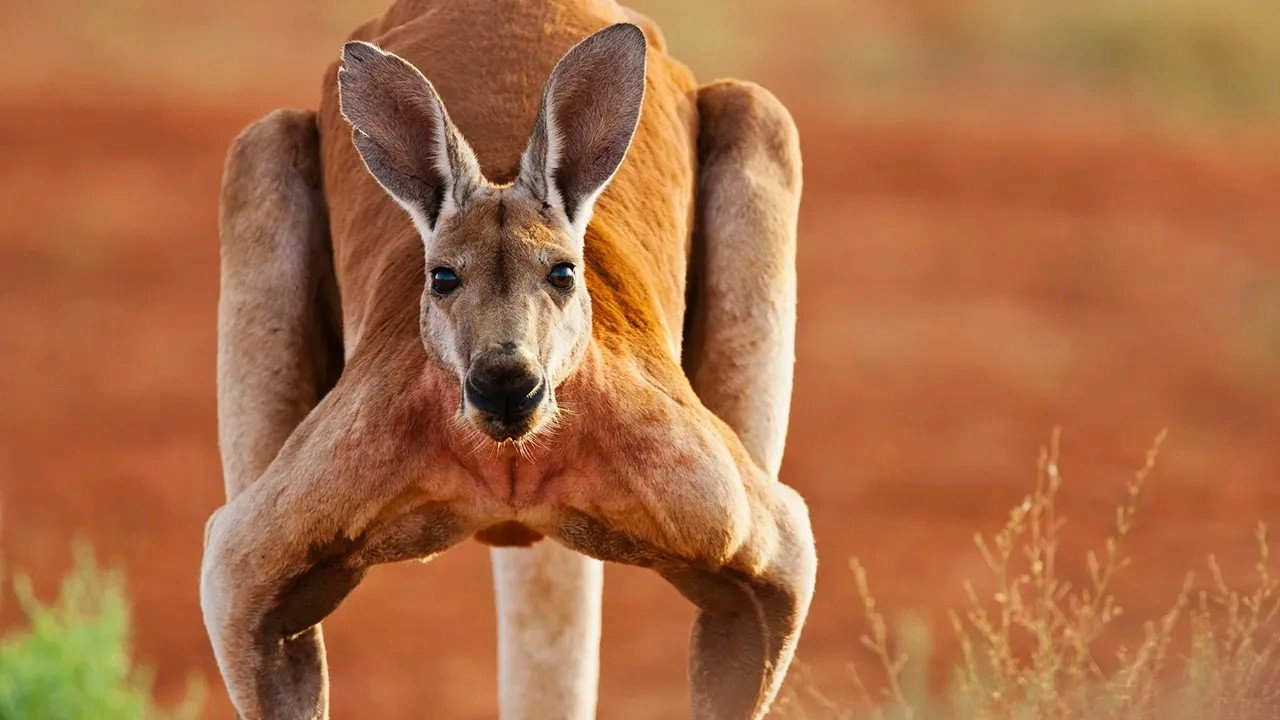 Australia Remastered