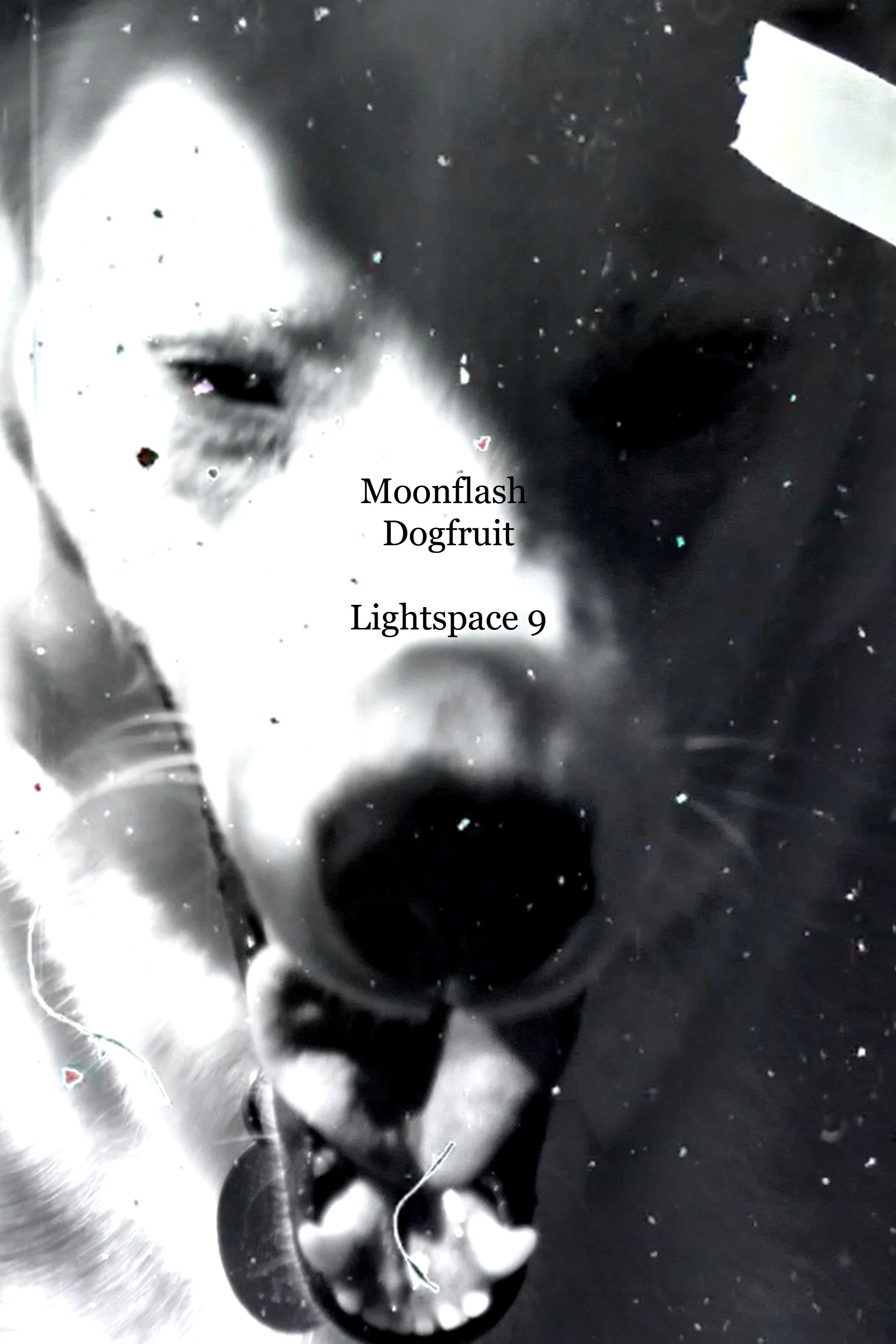 Moonflash Dogfruit