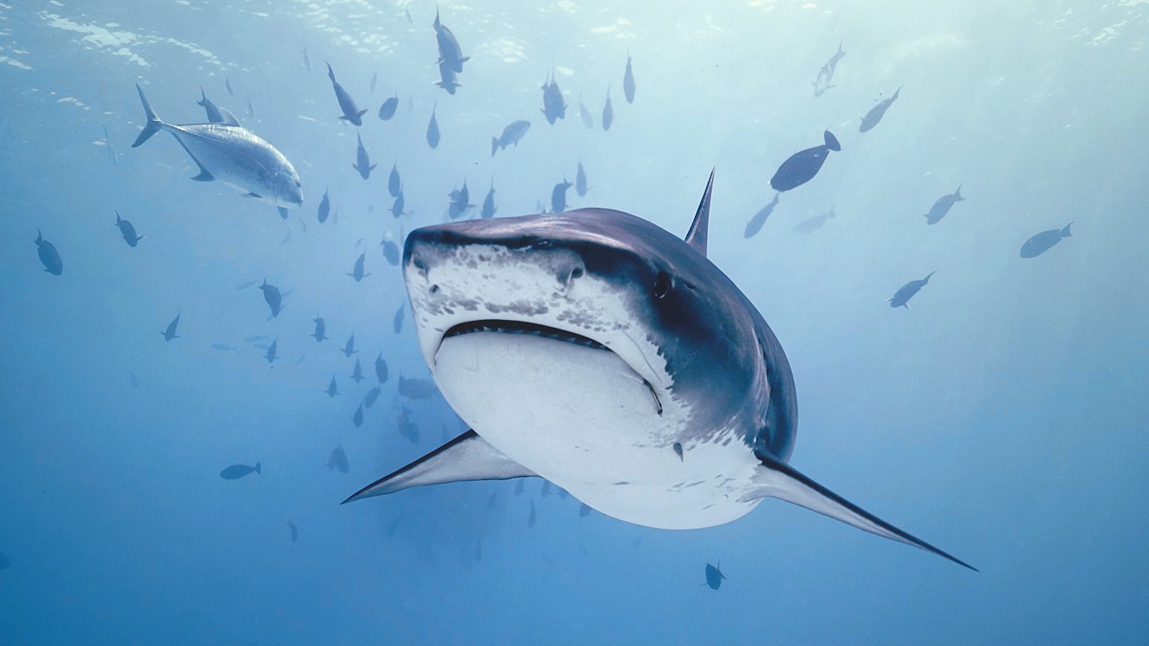 Investigation Shark Attack
