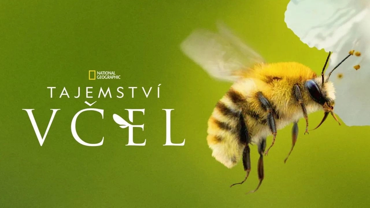 Secrets of the Bees