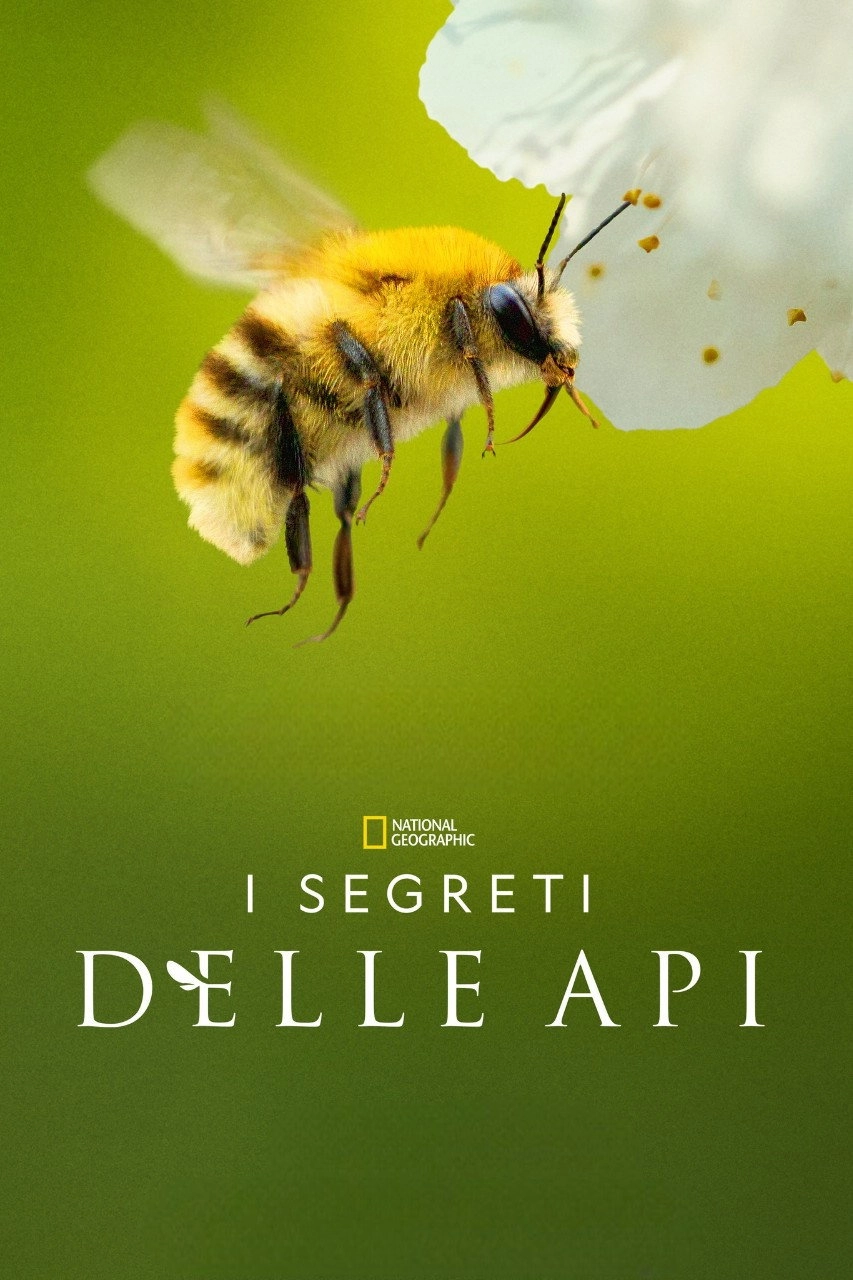 Secrets of the Bees