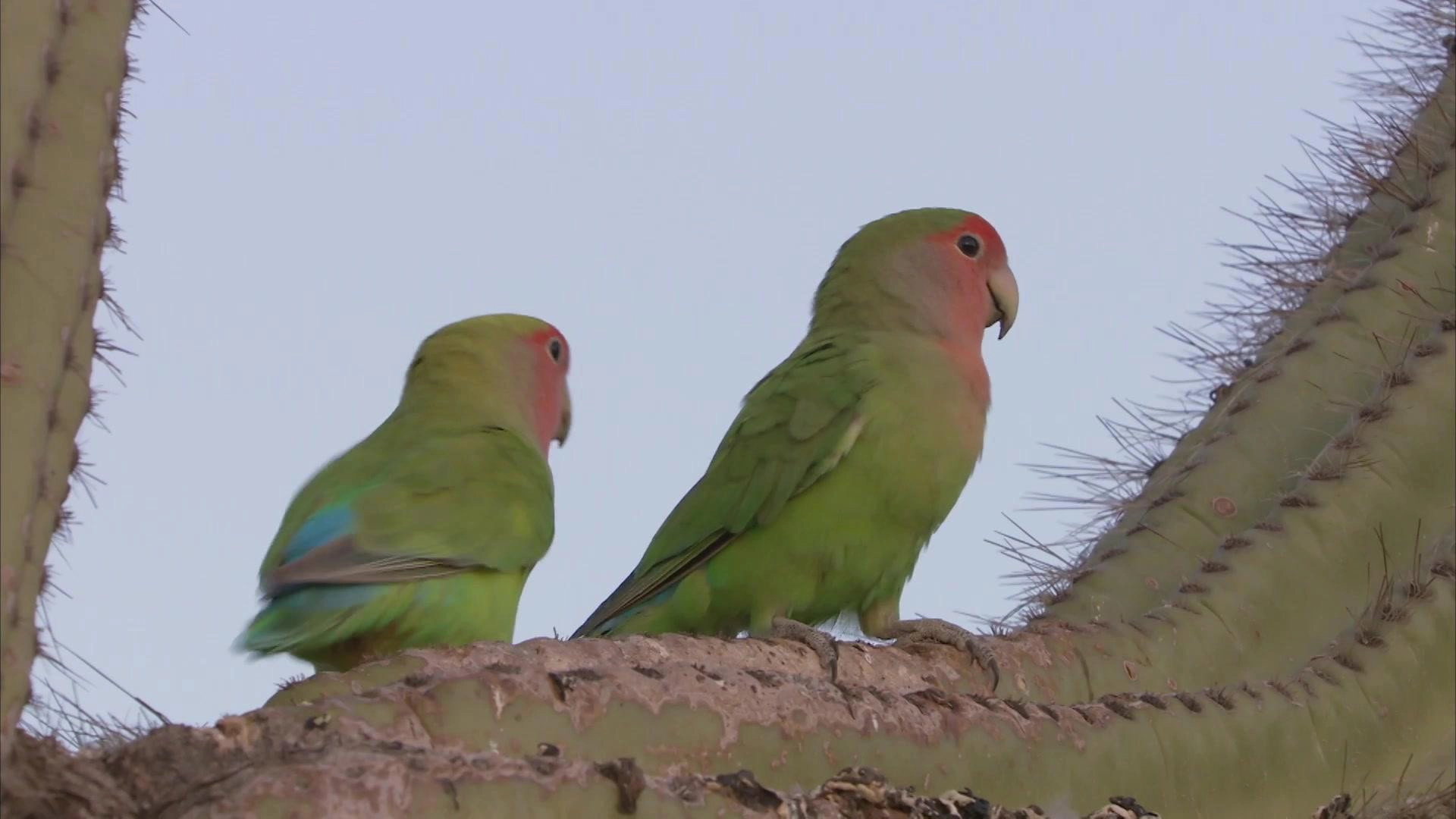 Planet Parrot
