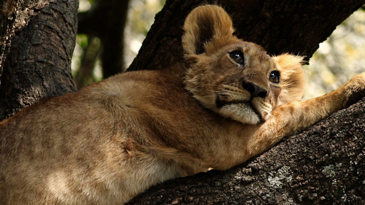 Secret Life of Predators