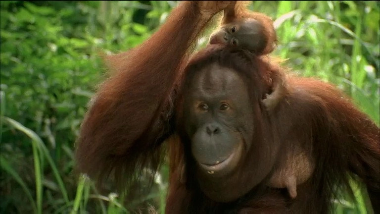If I Were an Animal