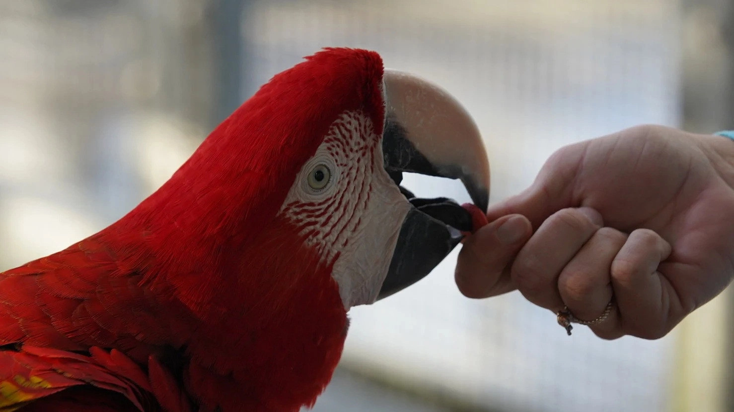 Magic of Disney's Animal Kingdom