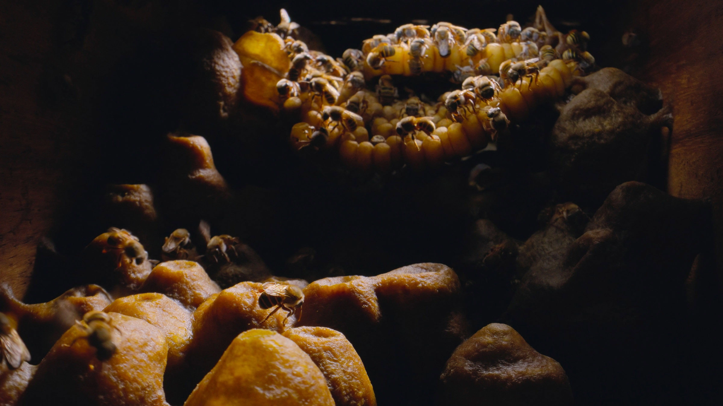 Secrets of the Bees