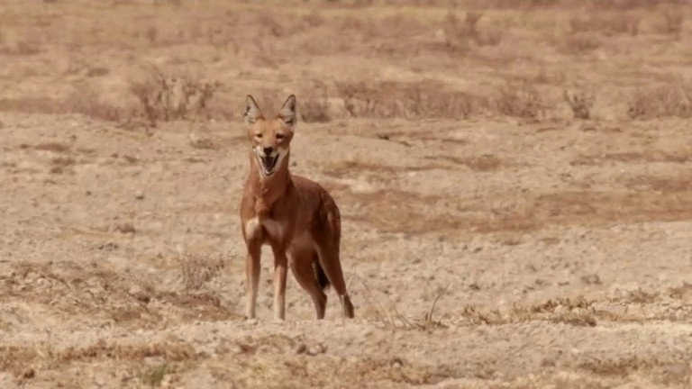 If I Were an Animal