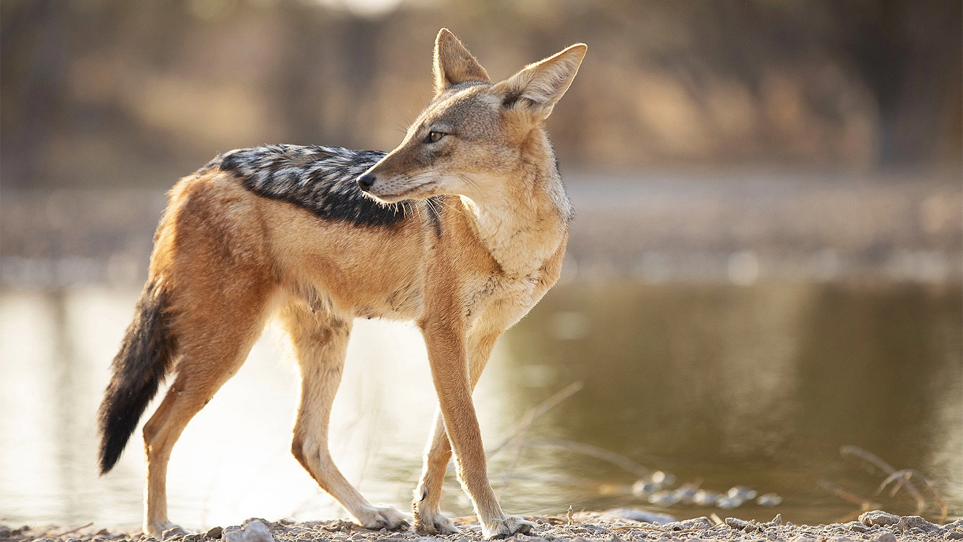 Dogs in the Wild: Meet the Family
