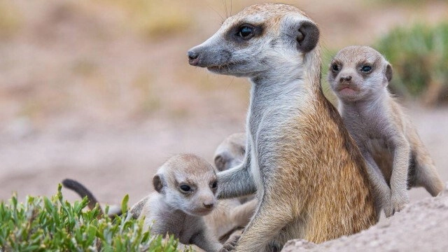 Meerkat Manor: Rise of the Dynasty