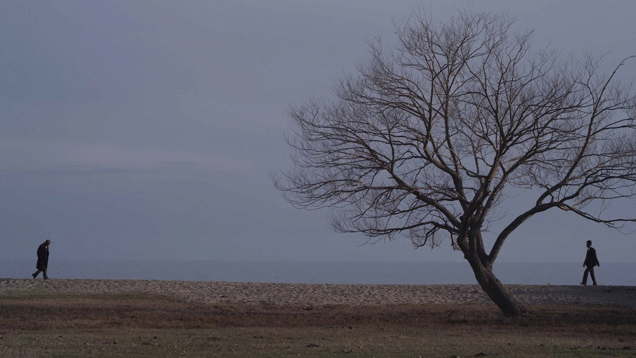 The Seagull