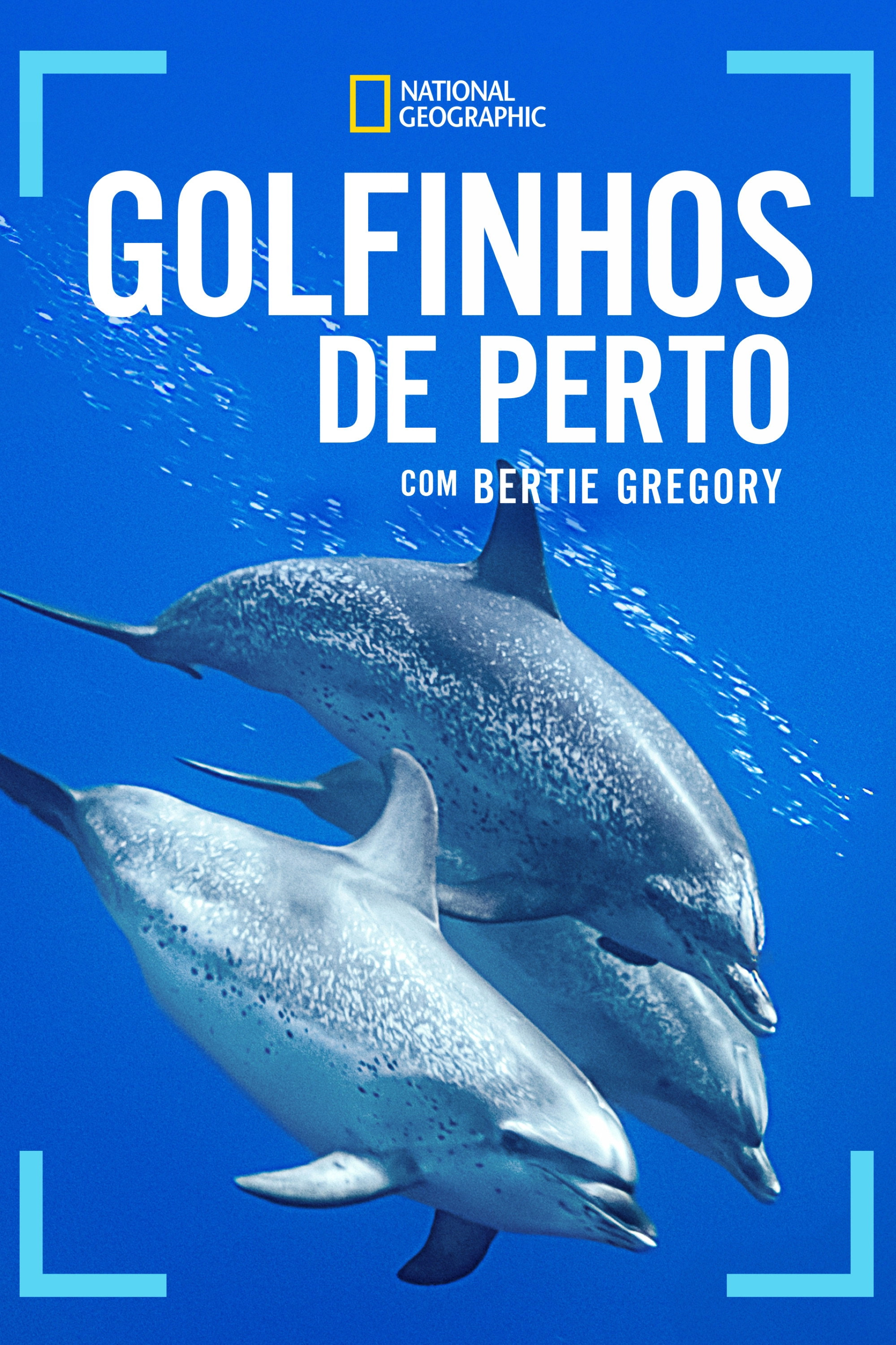 Dolphins Up Close with Bertie Gregory