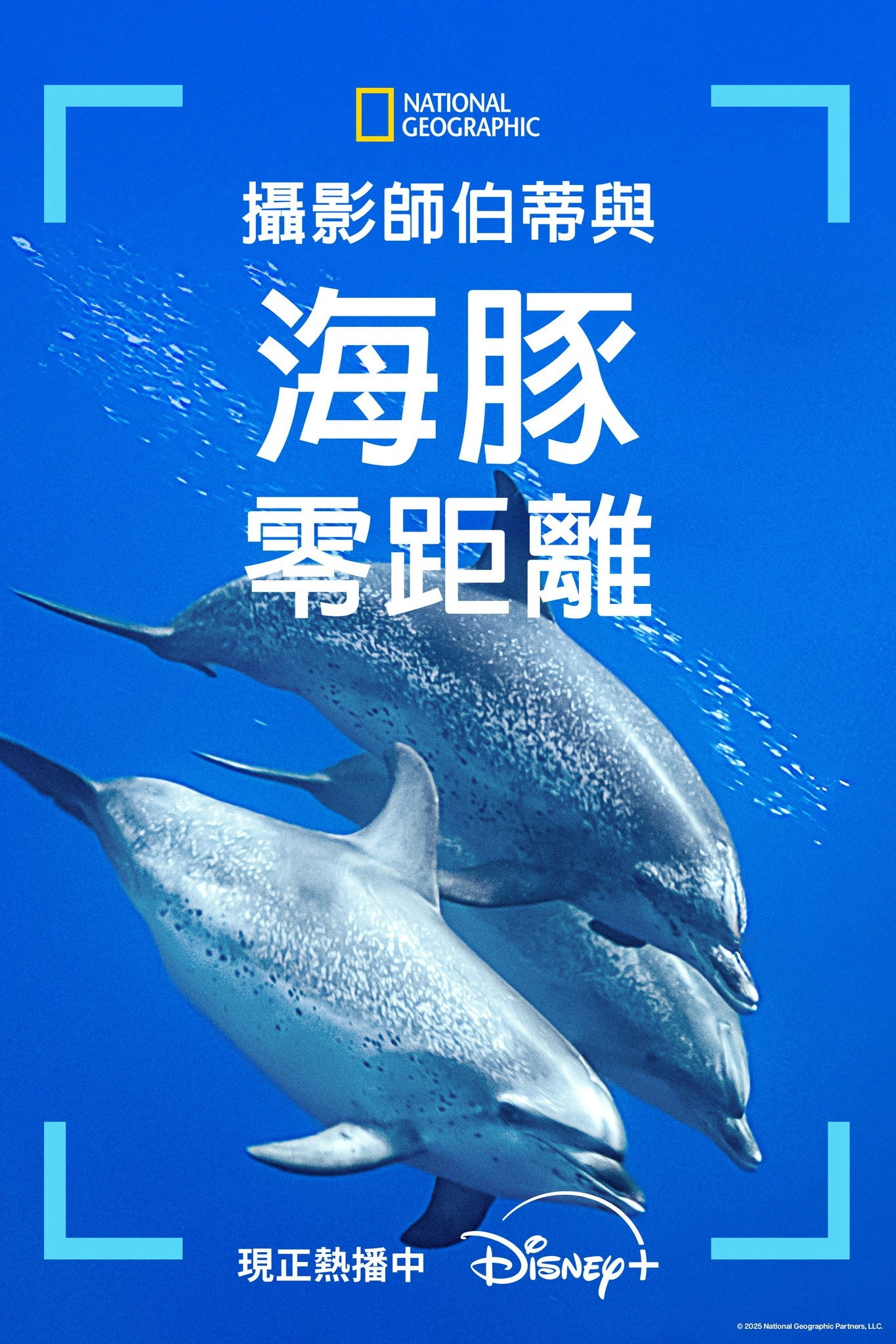 Dolphins Up Close with Bertie Gregory