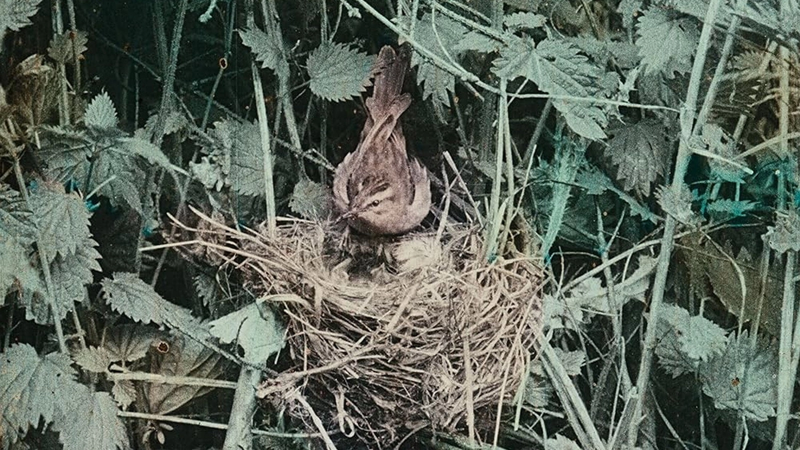 Wild Birds in Their Haunts