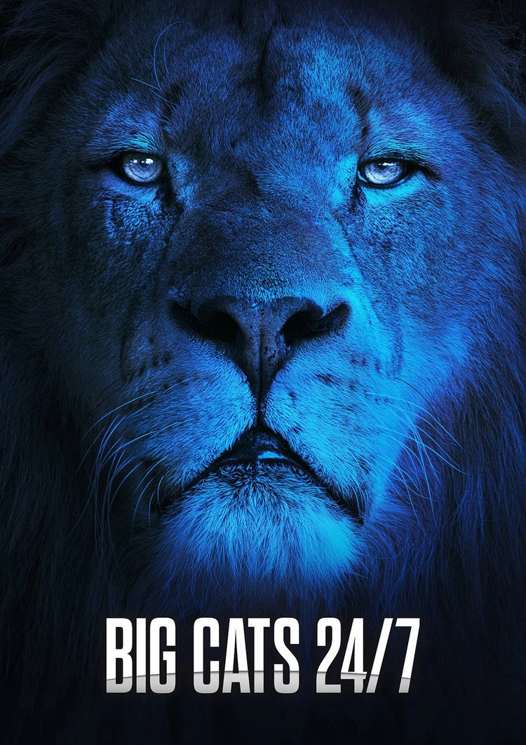 Big Cats 24/7