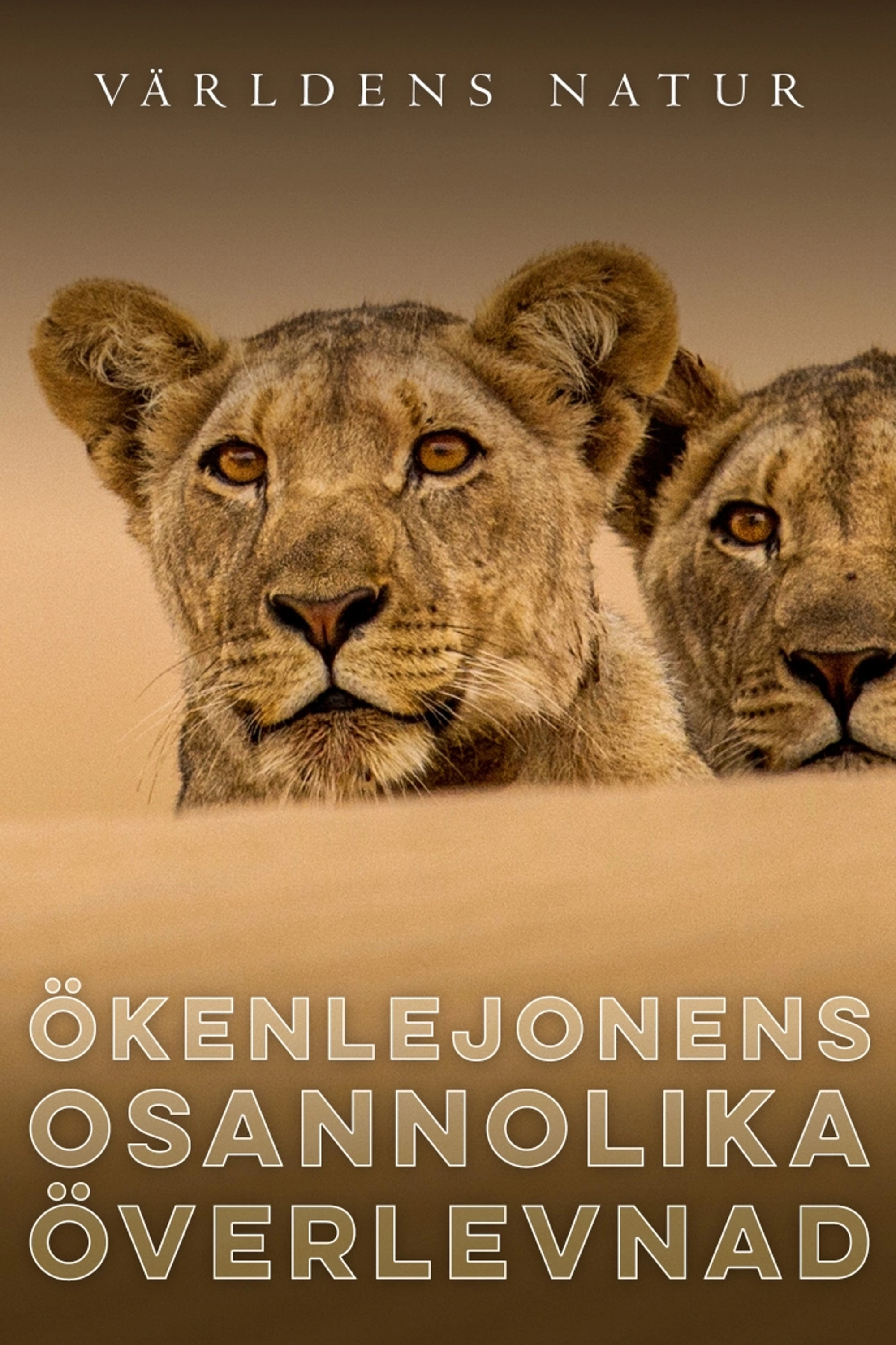 Lions of the Skeleton Coast