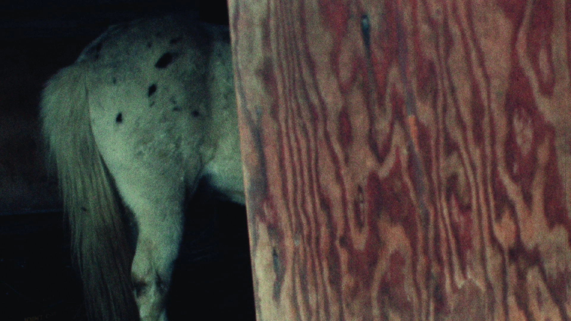 Horseflesh