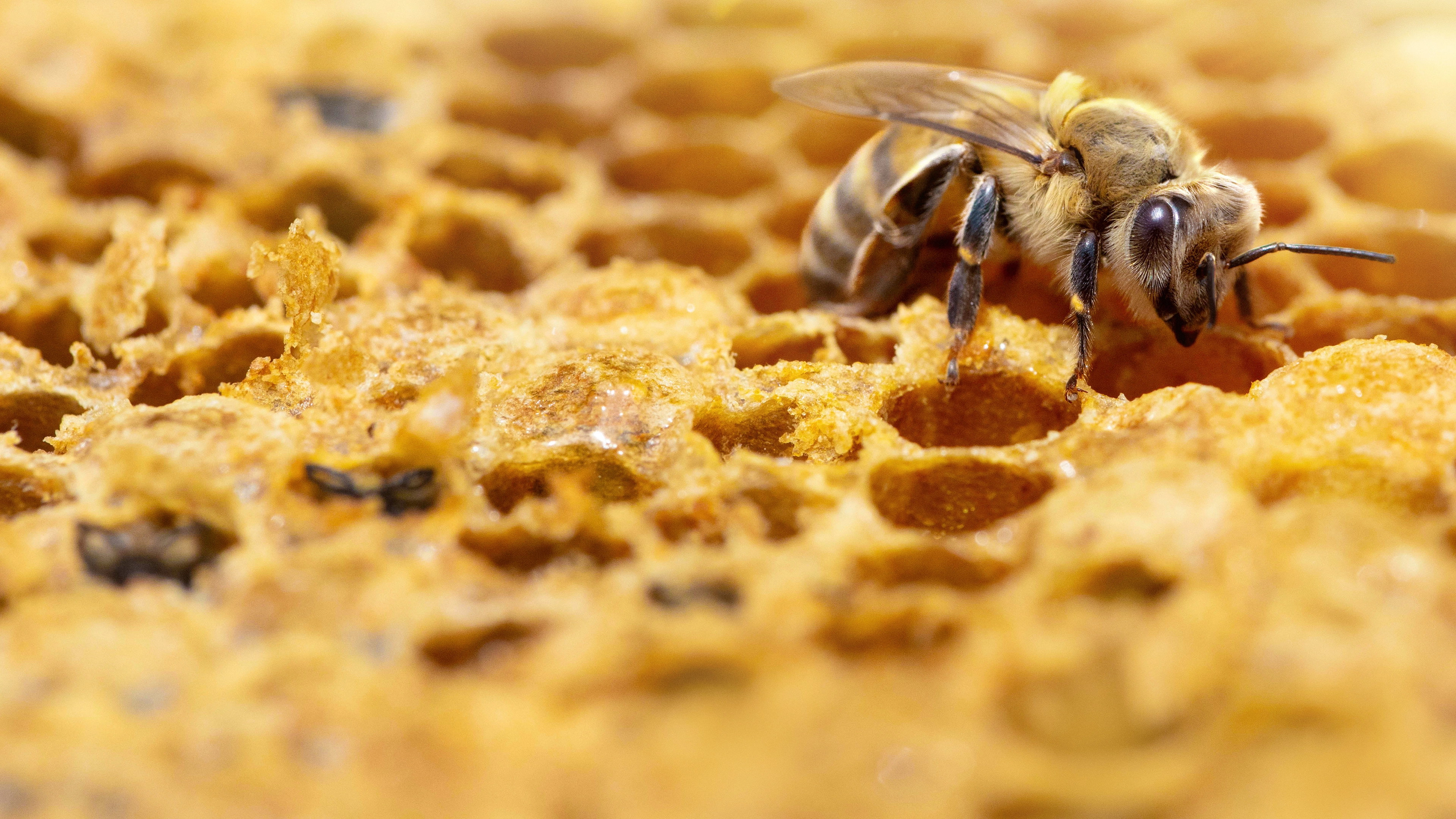 Secrets of the Bees