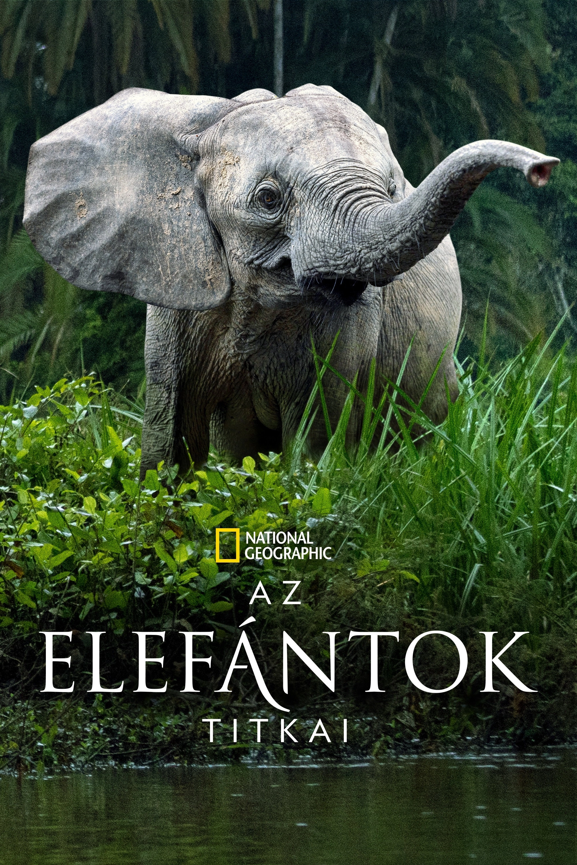 Secrets of the Elephants
