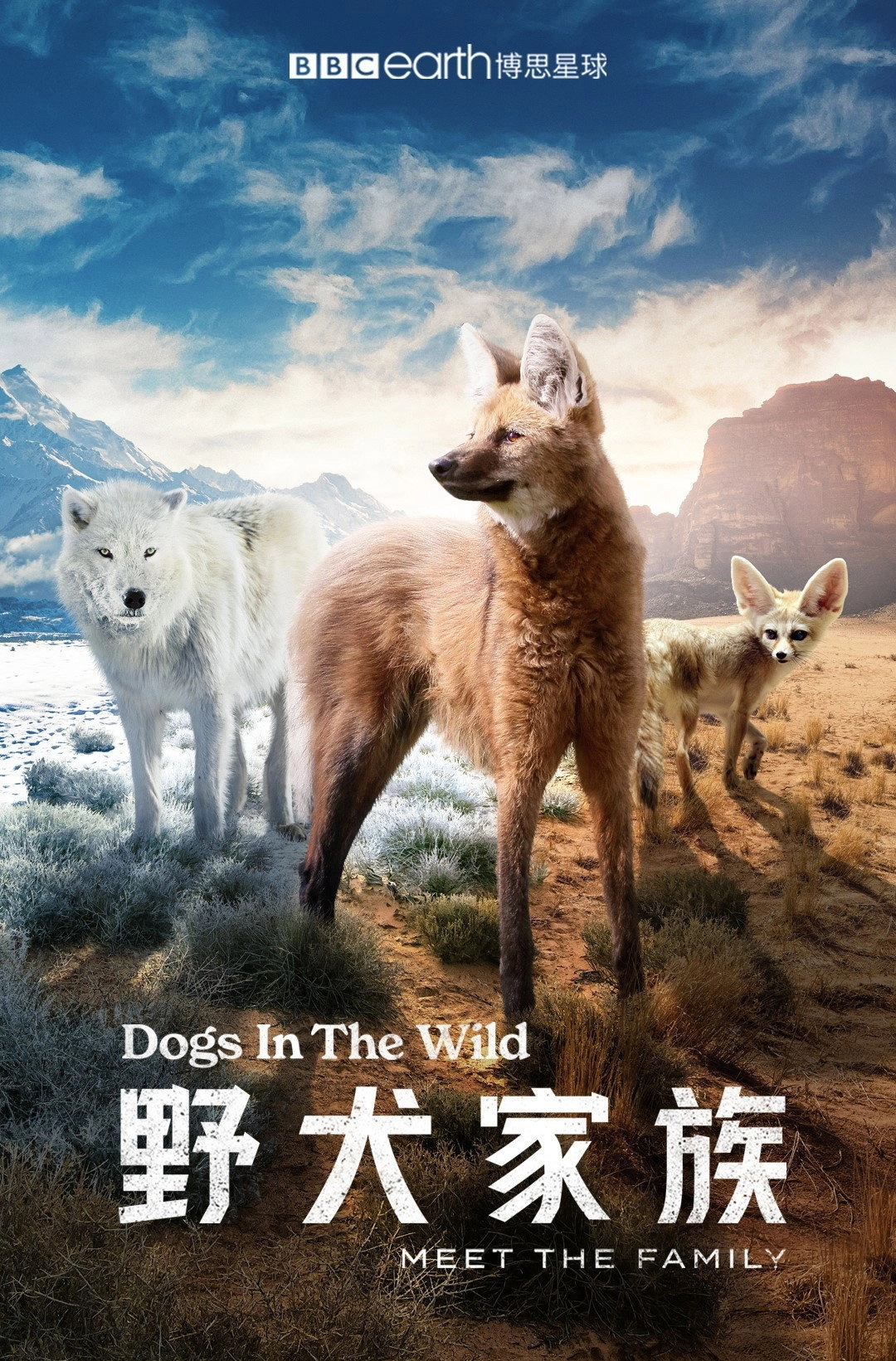 Dogs in the Wild: Meet the Family