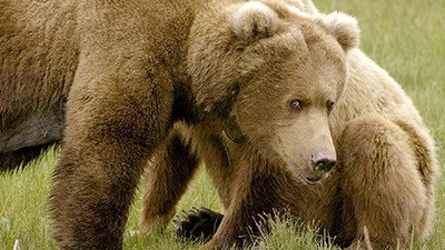 Grizzlys hautnah
