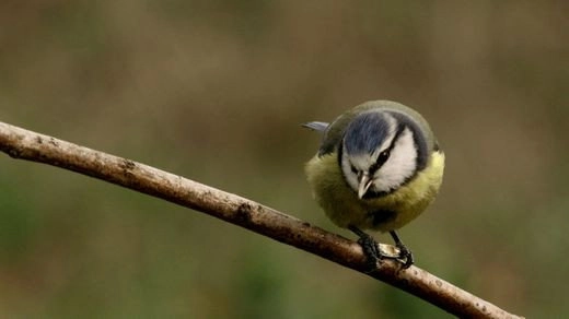 Stories of the Mediterranean Forest