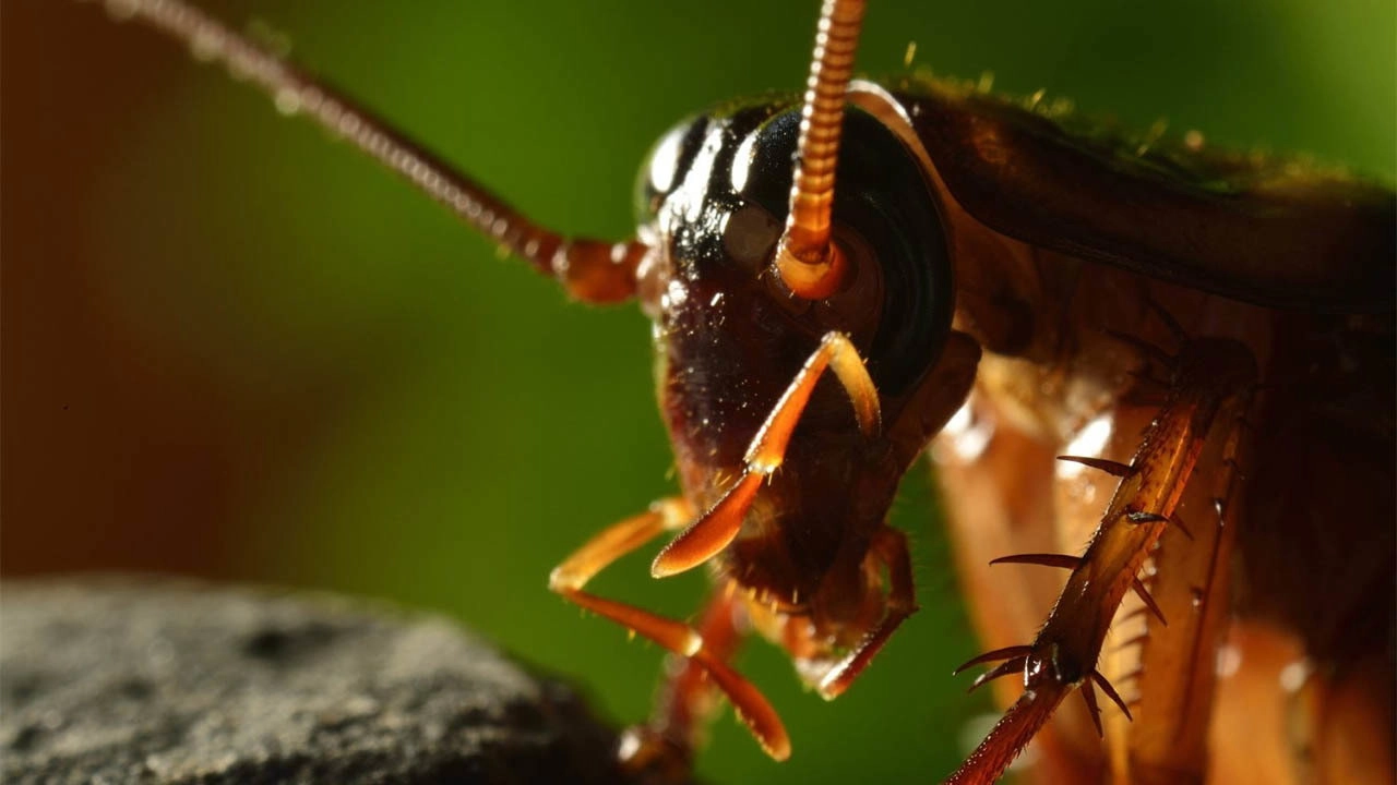 Micro Monsters with David Attenborough