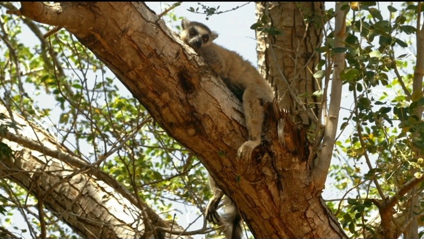 If I Were an Animal