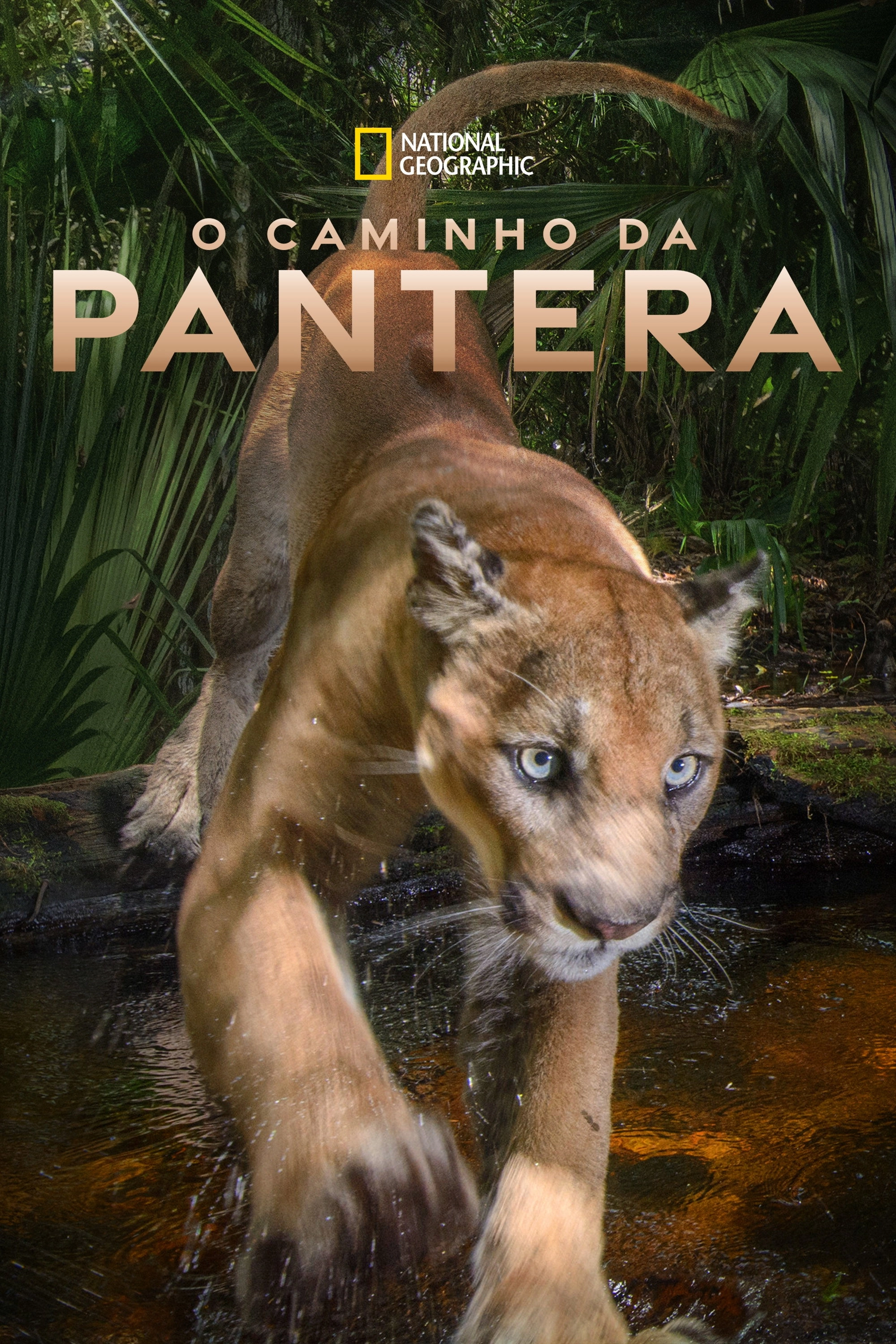 Path of the Panther