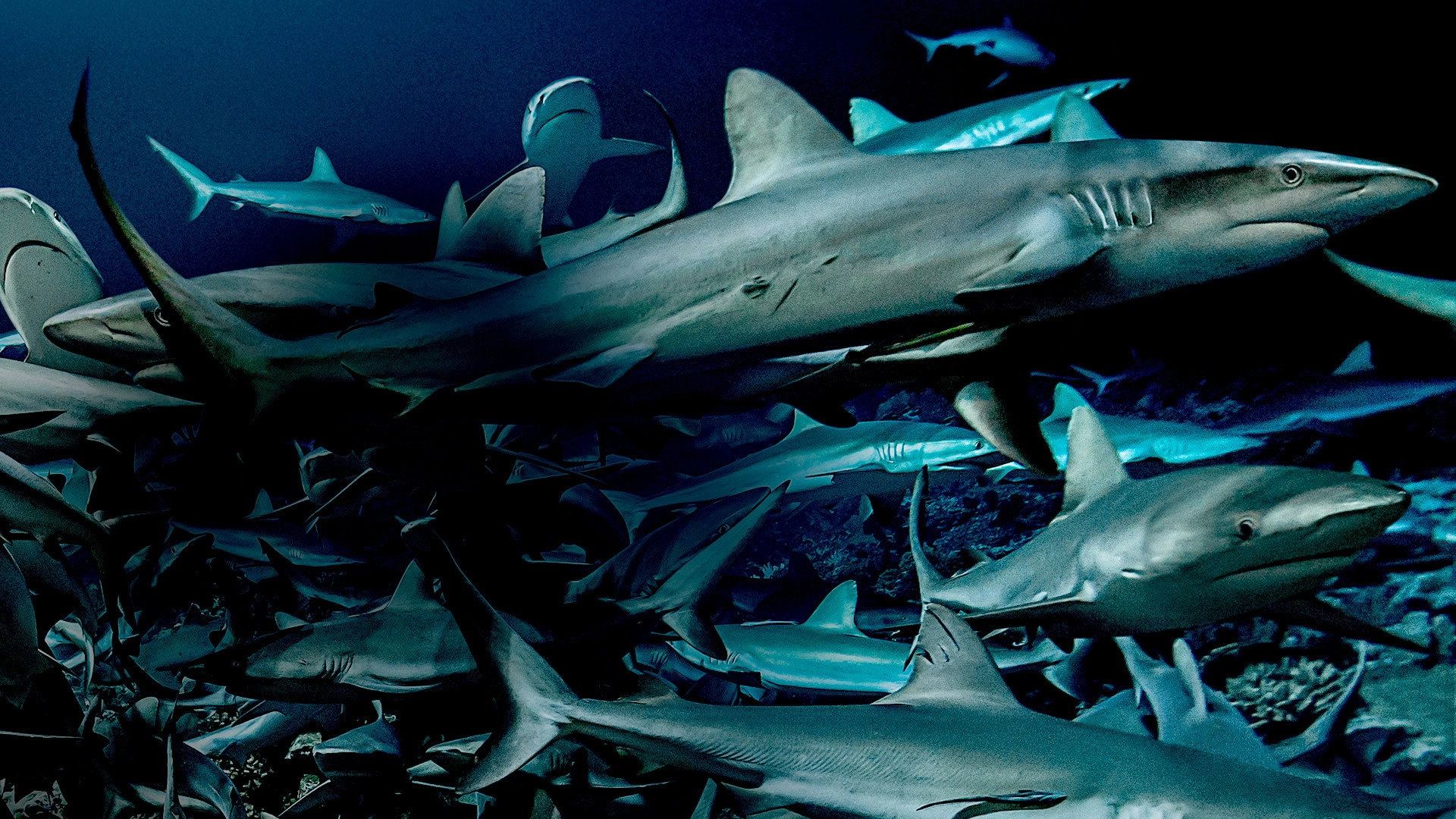 700 Sharks