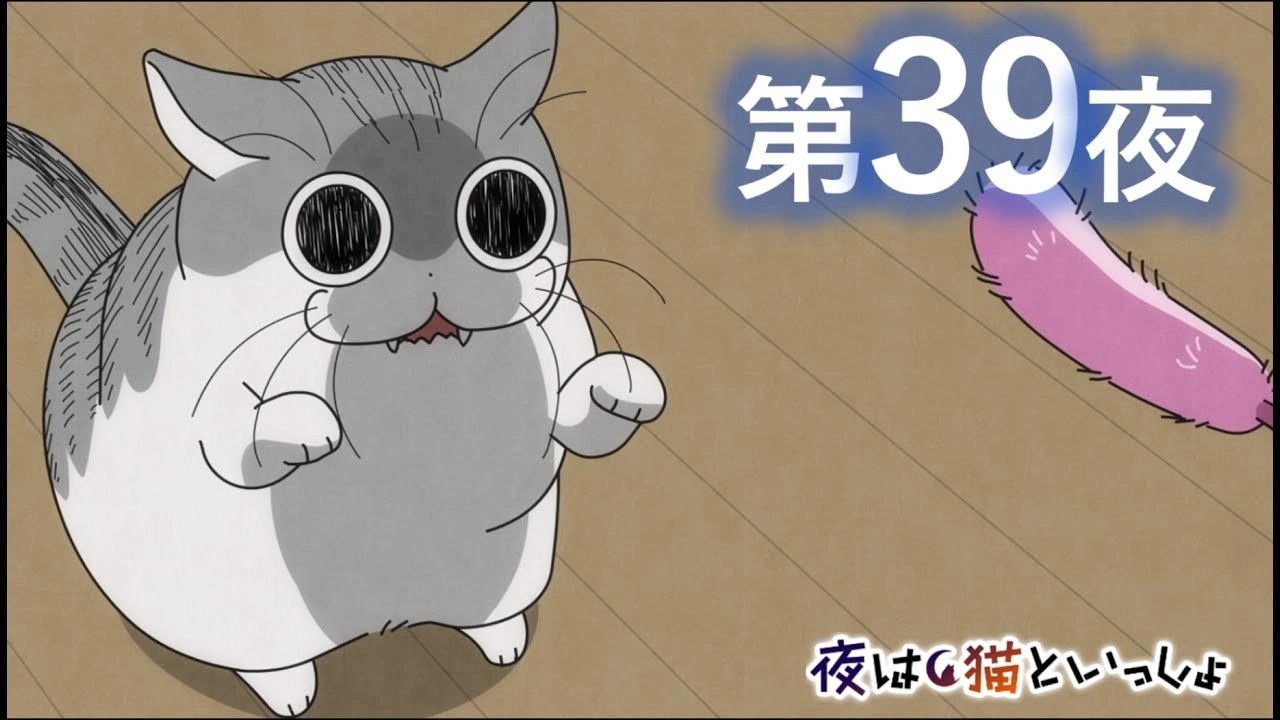Nights with a Cat