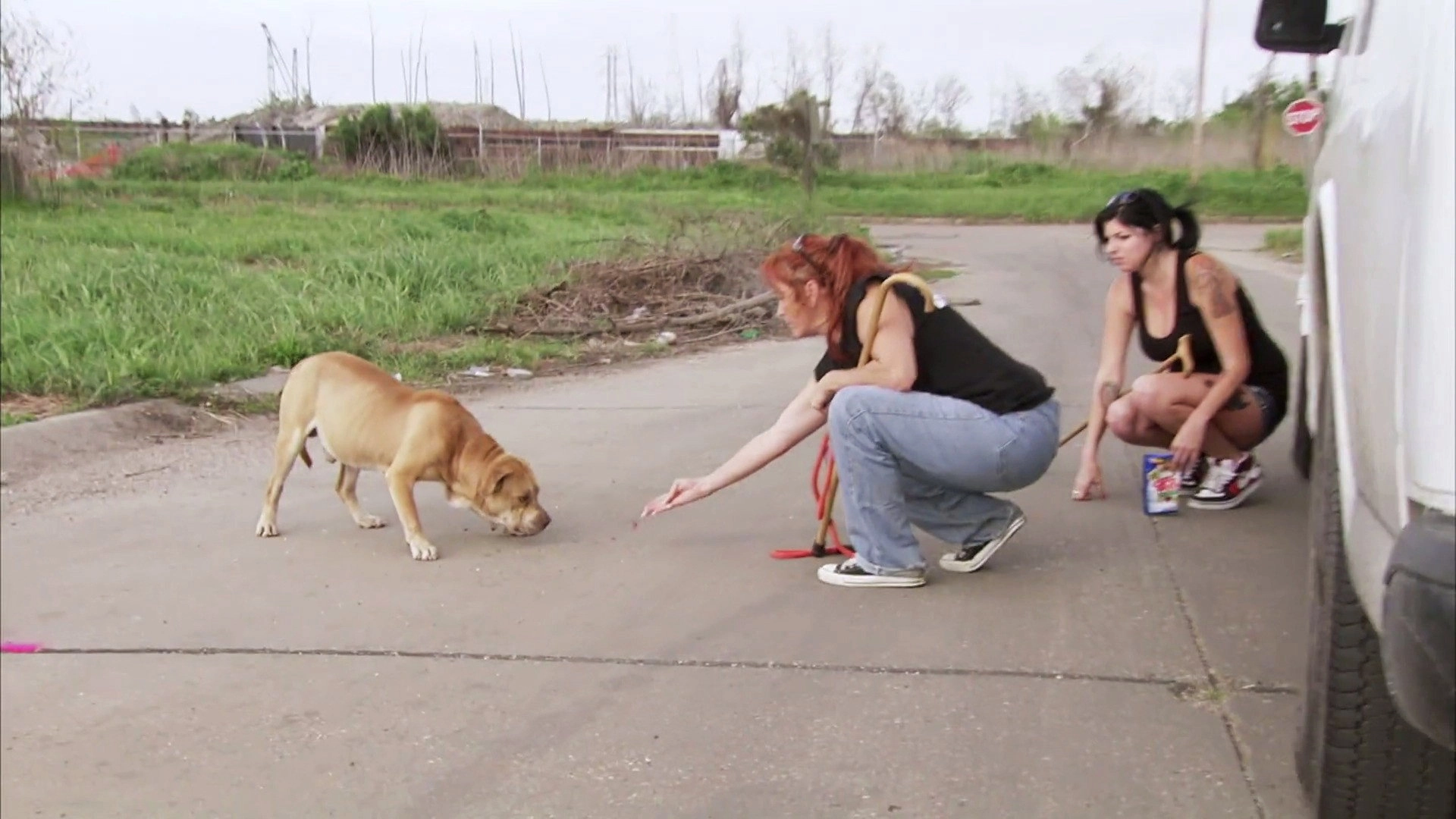 Pit Bulls and Parolees
