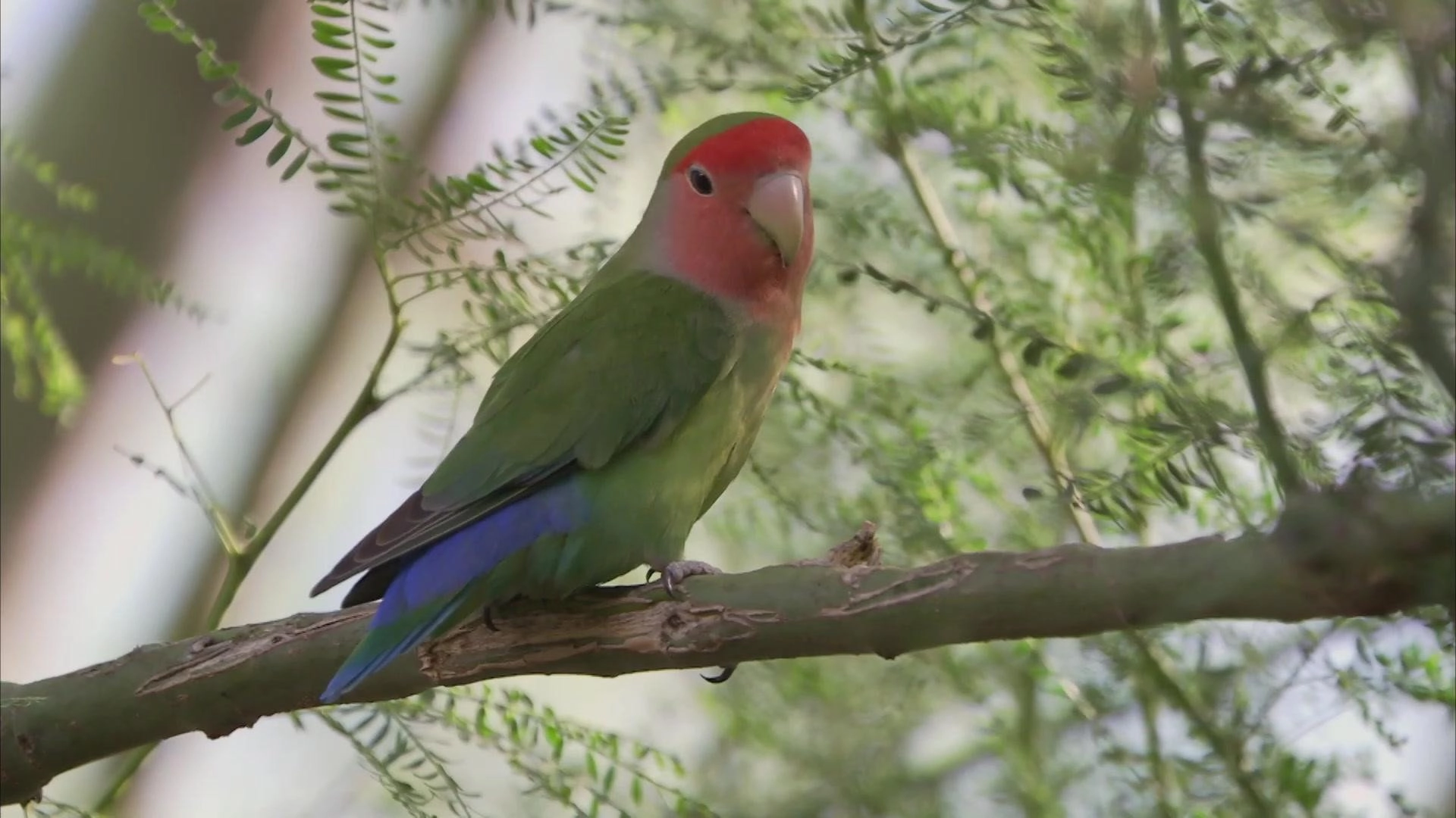 Planet Parrot