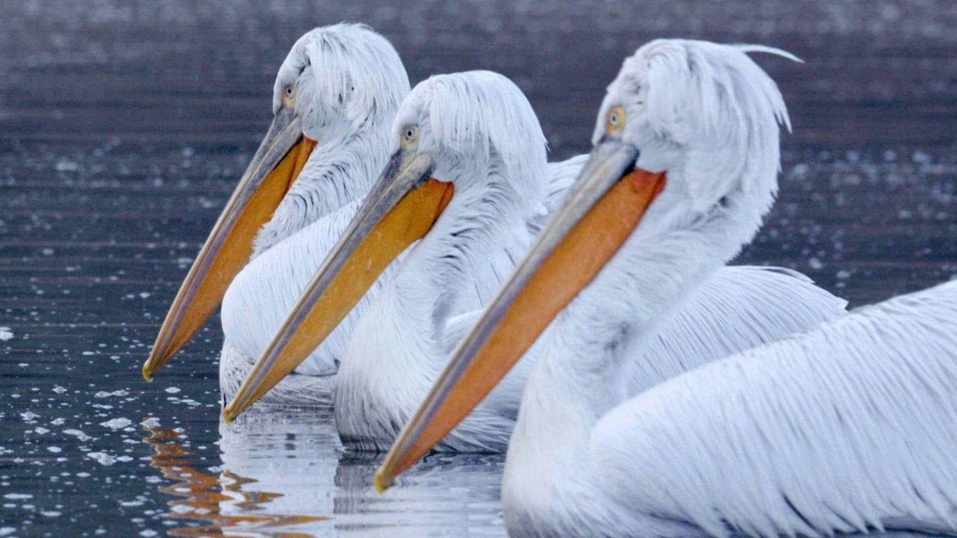 Carnal Monsters