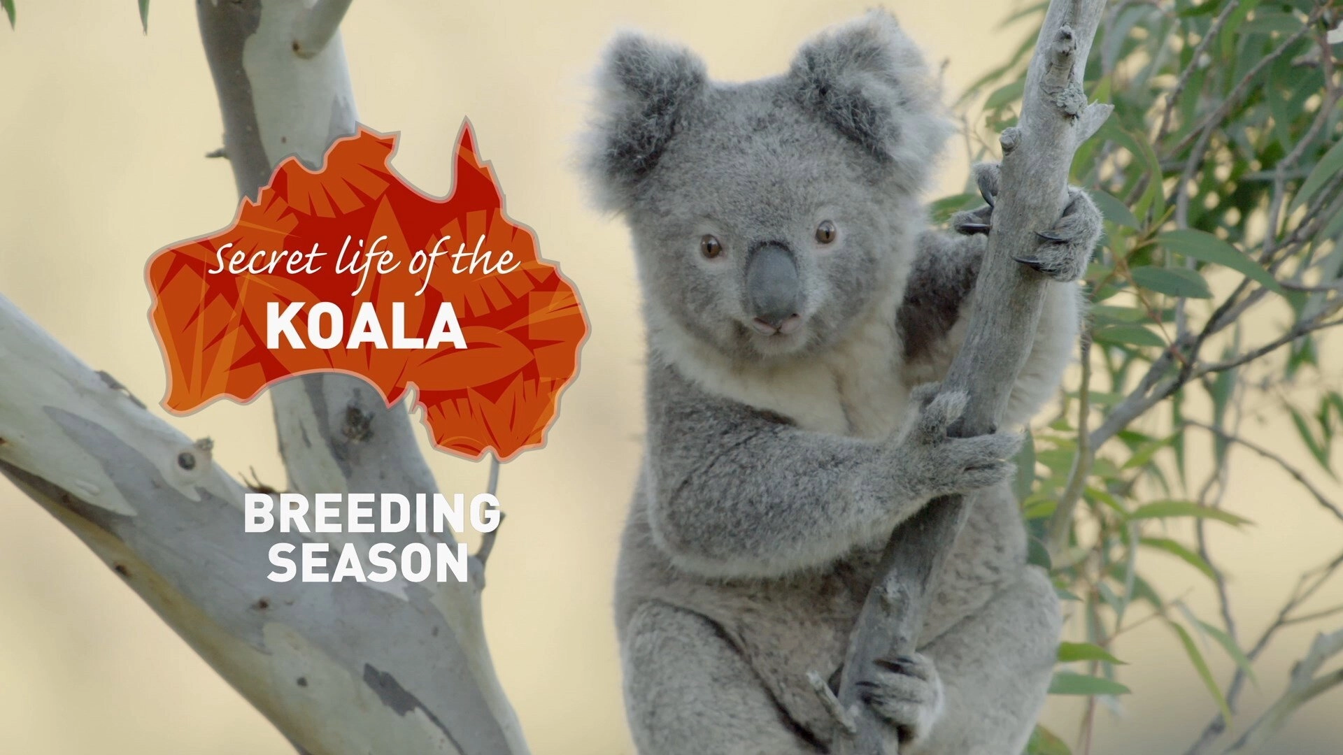 Secret Life of the Koala