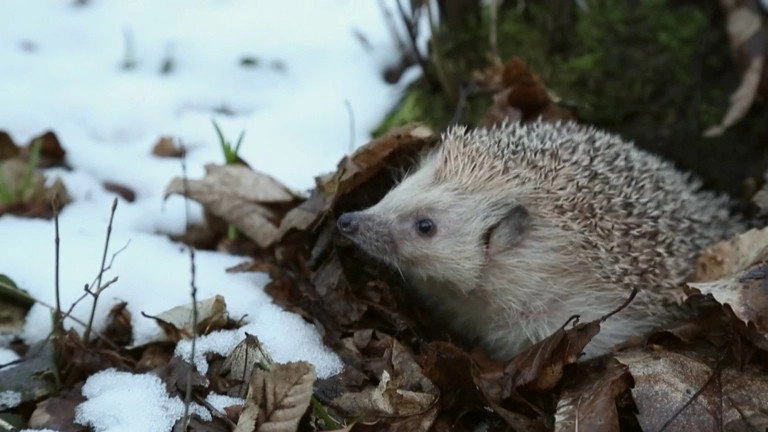If I Were an Animal
