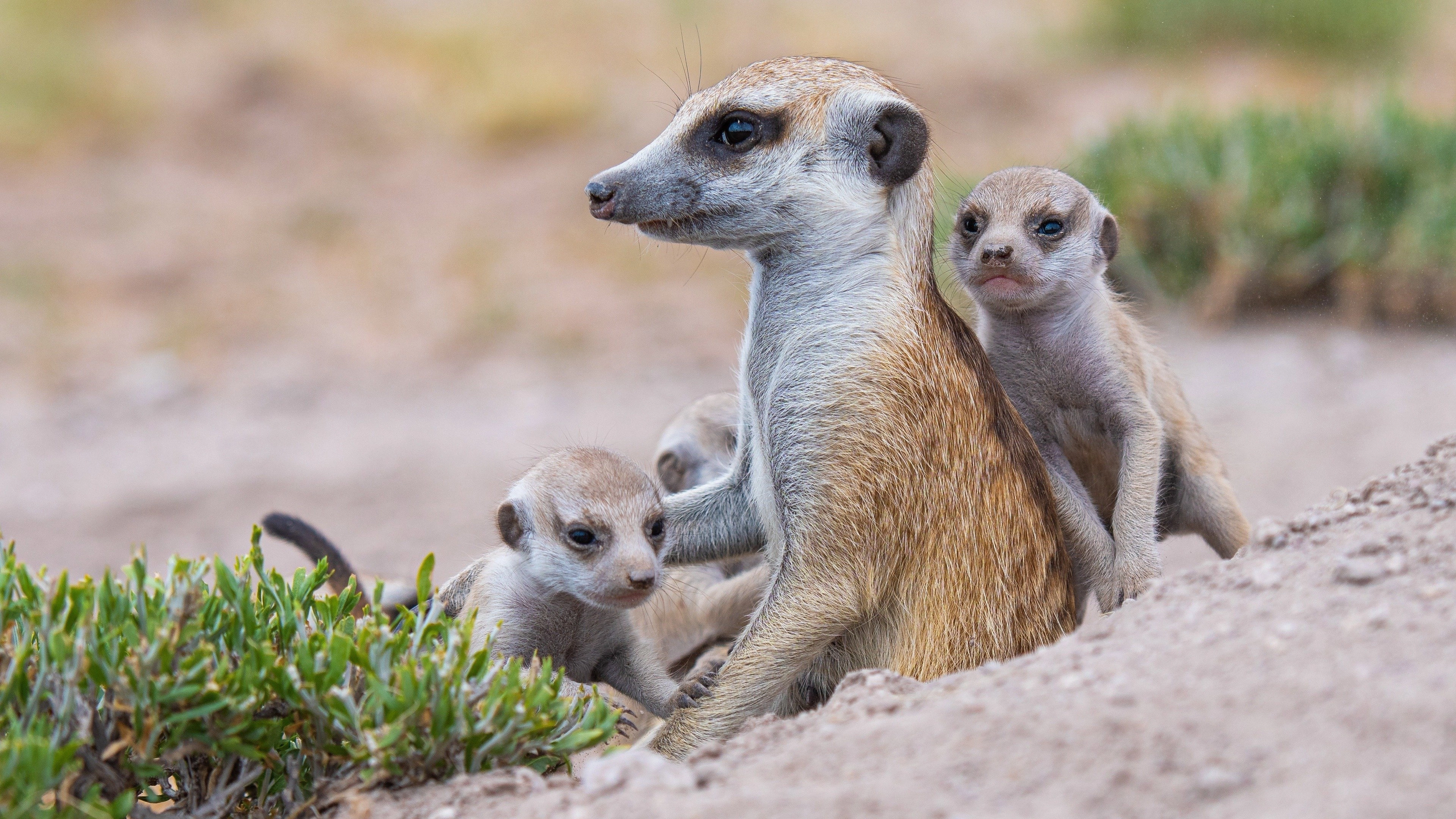 Meerkat Manor: Rise of the Dynasty