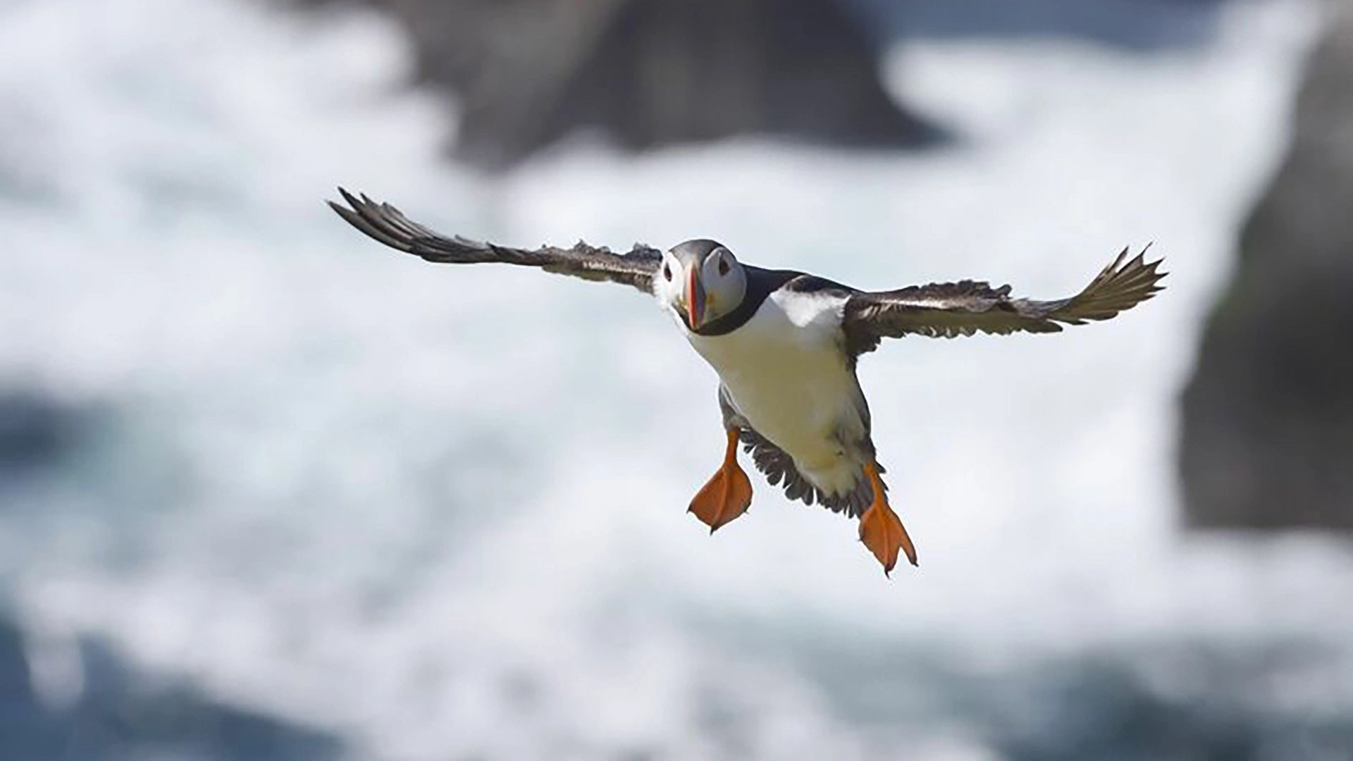 Scotland: The New Wild