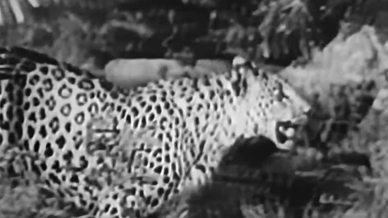 Sheena: Queen of the Jungle