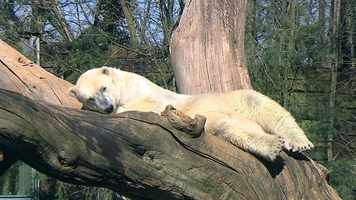 Une saison au zoo