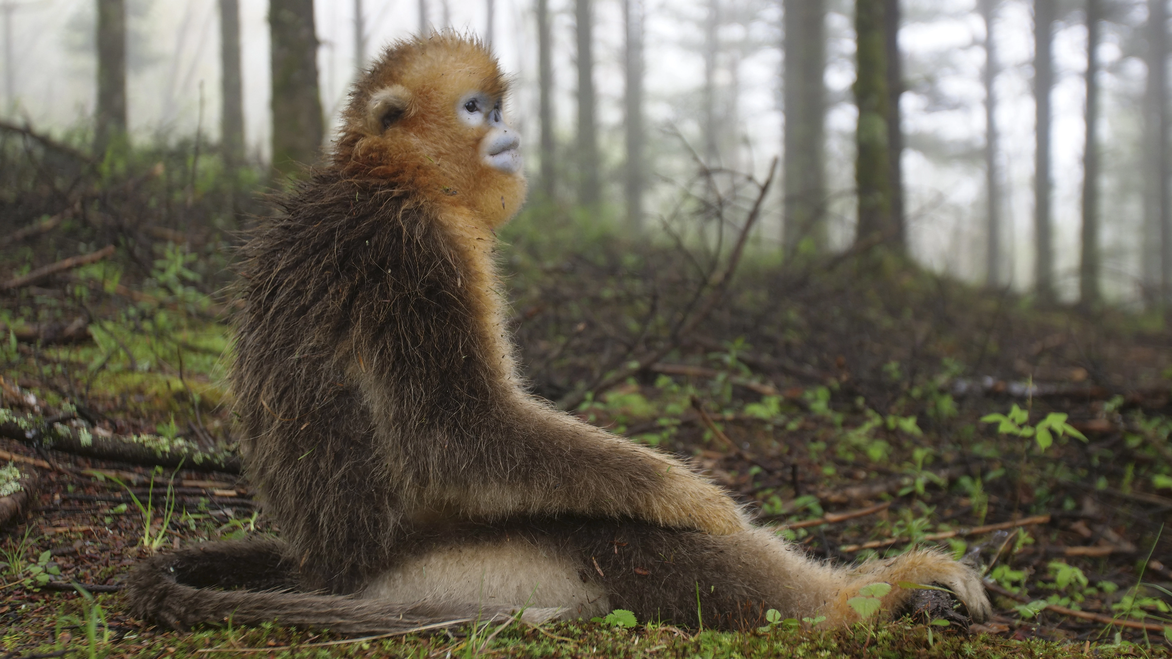 The Hidden Kingdoms of China