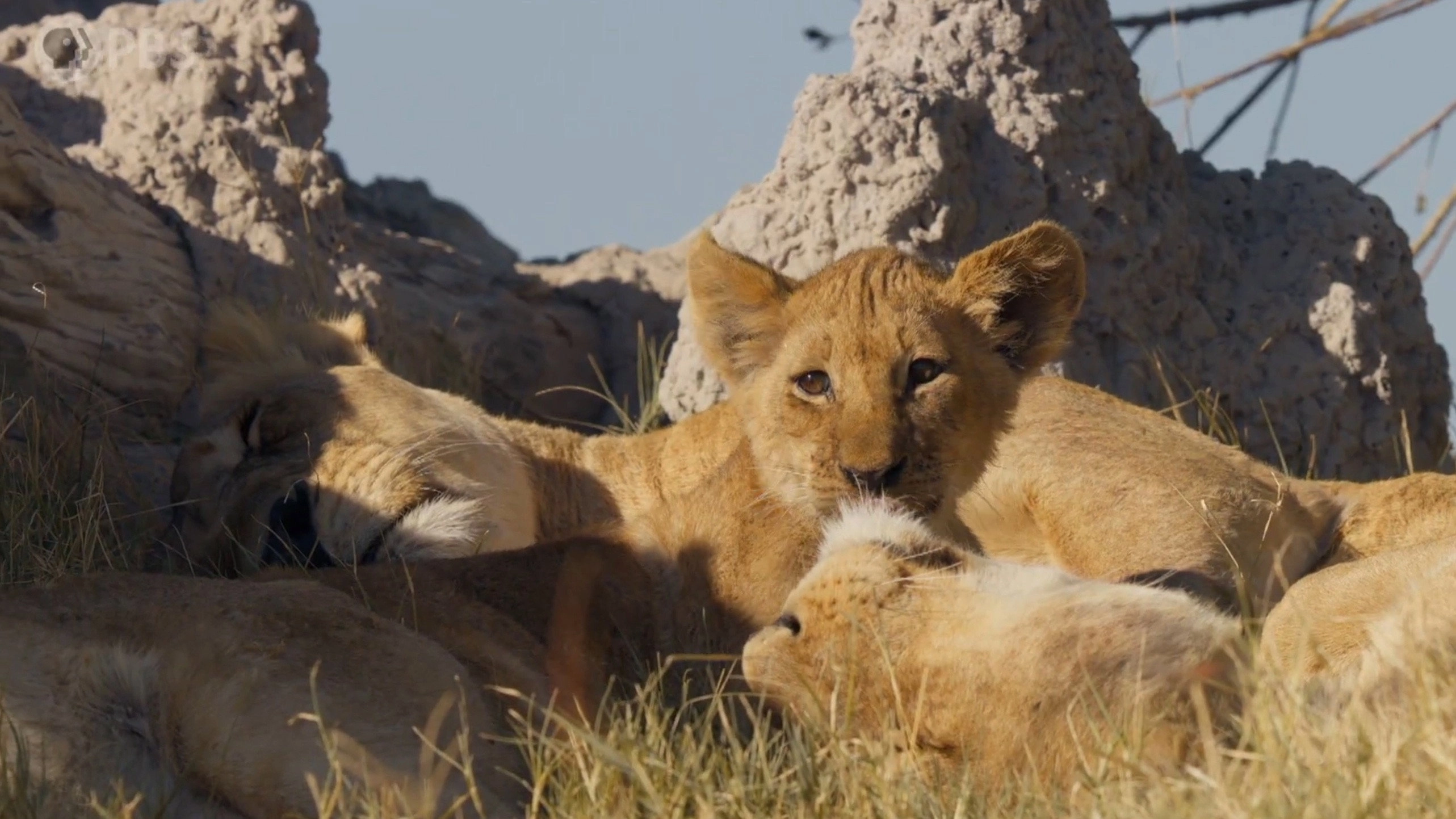 Big Cats 24/7
