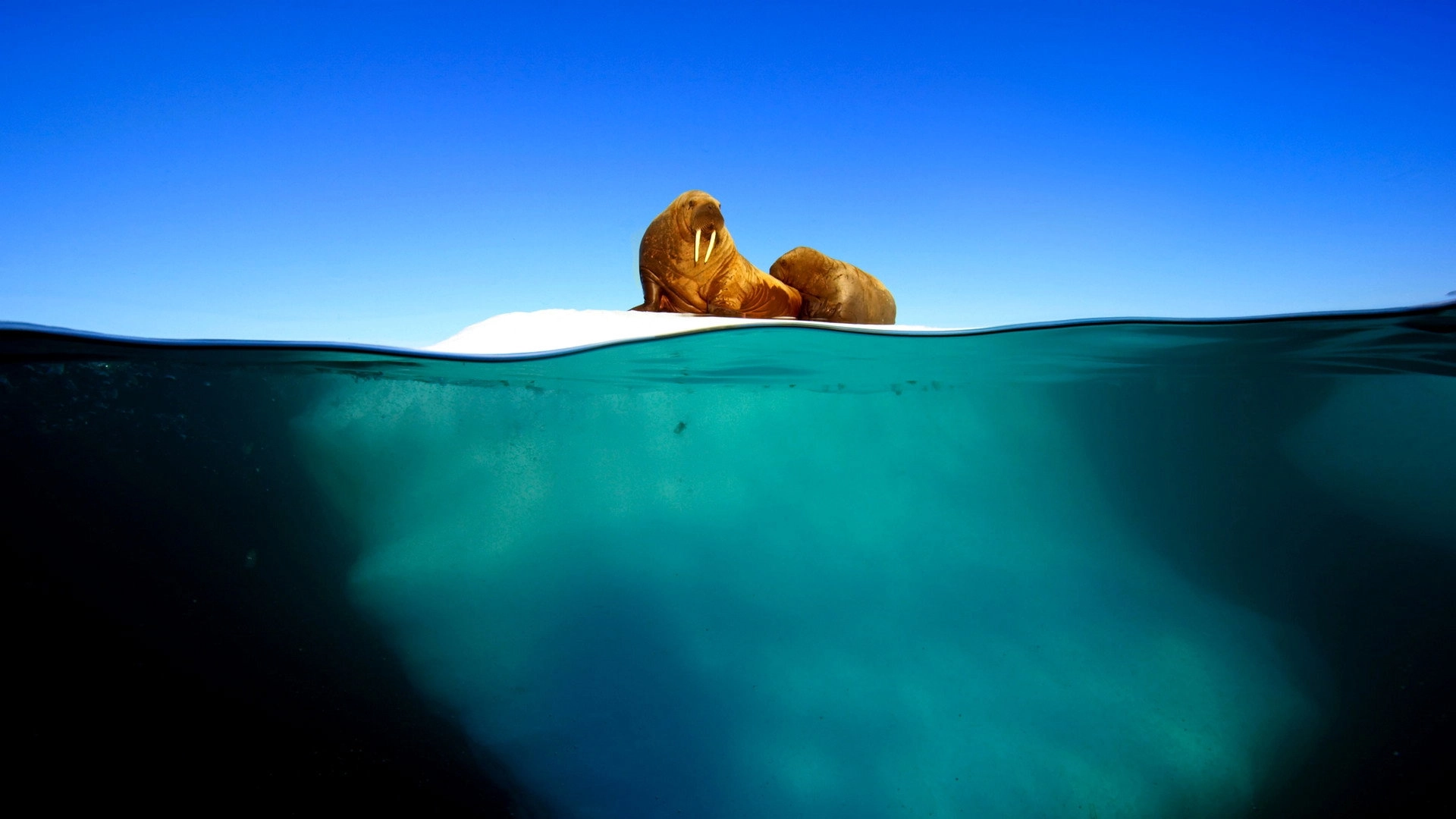 Blue Planet II