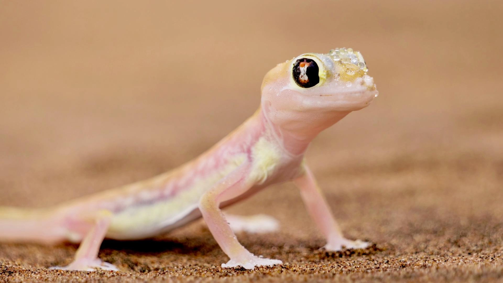 Namibia’s Natural Wonders