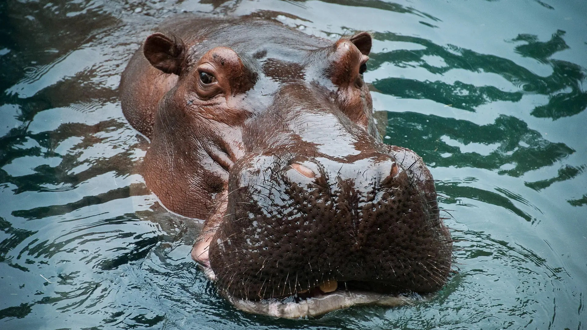 Just Animals