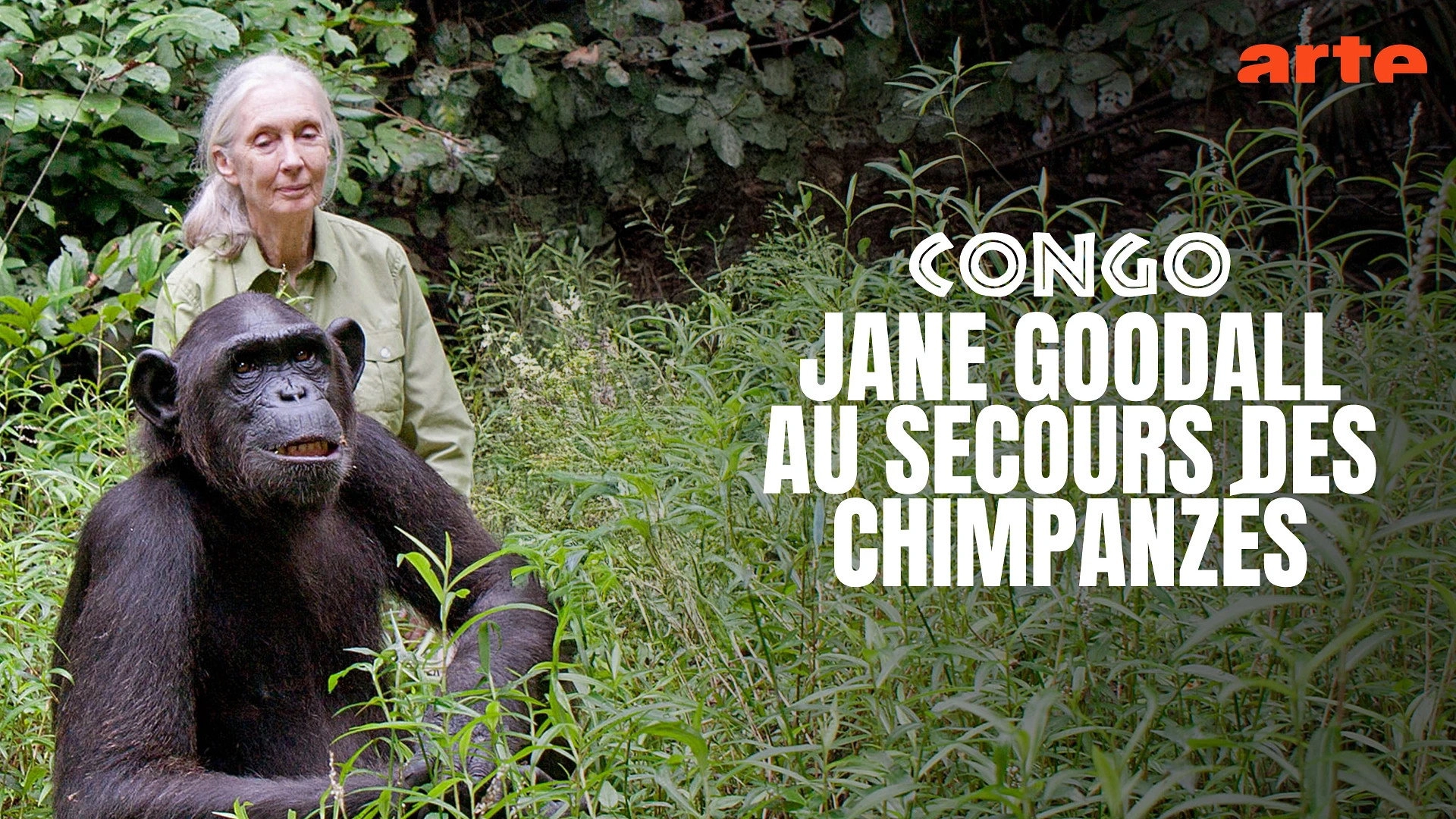 Schimpansen im Kongo mit Jane Goodall
