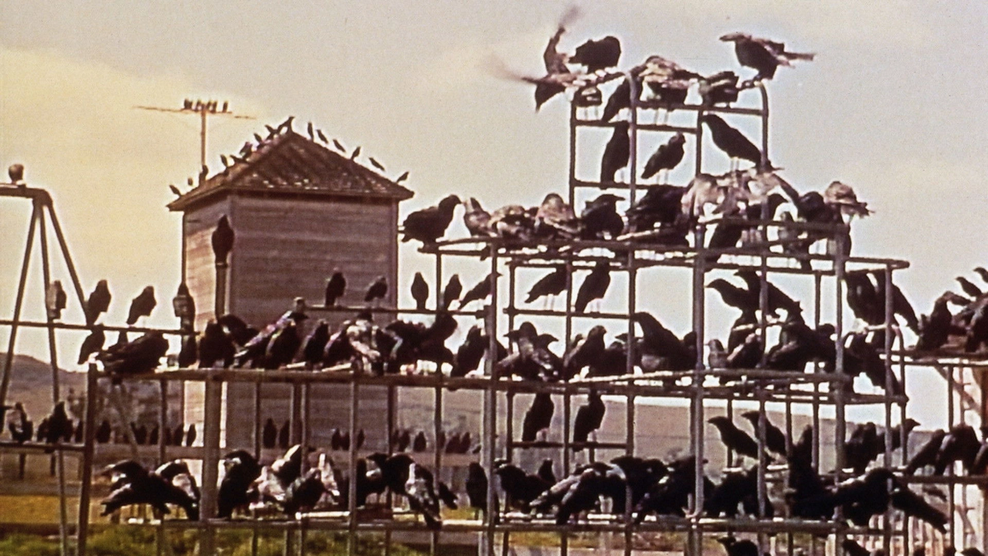 The Birds