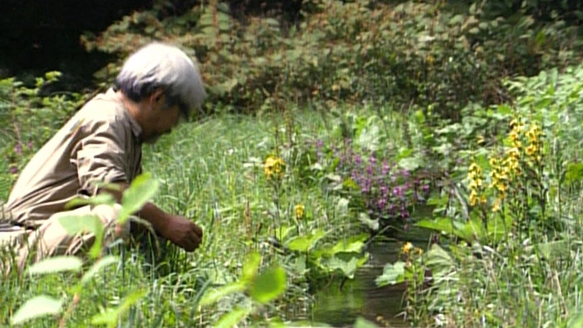 Miyazaki, Spirit of Nature